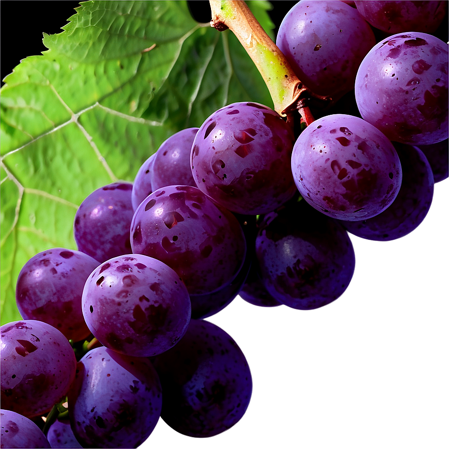 Fresh Grape Image Png 06292024