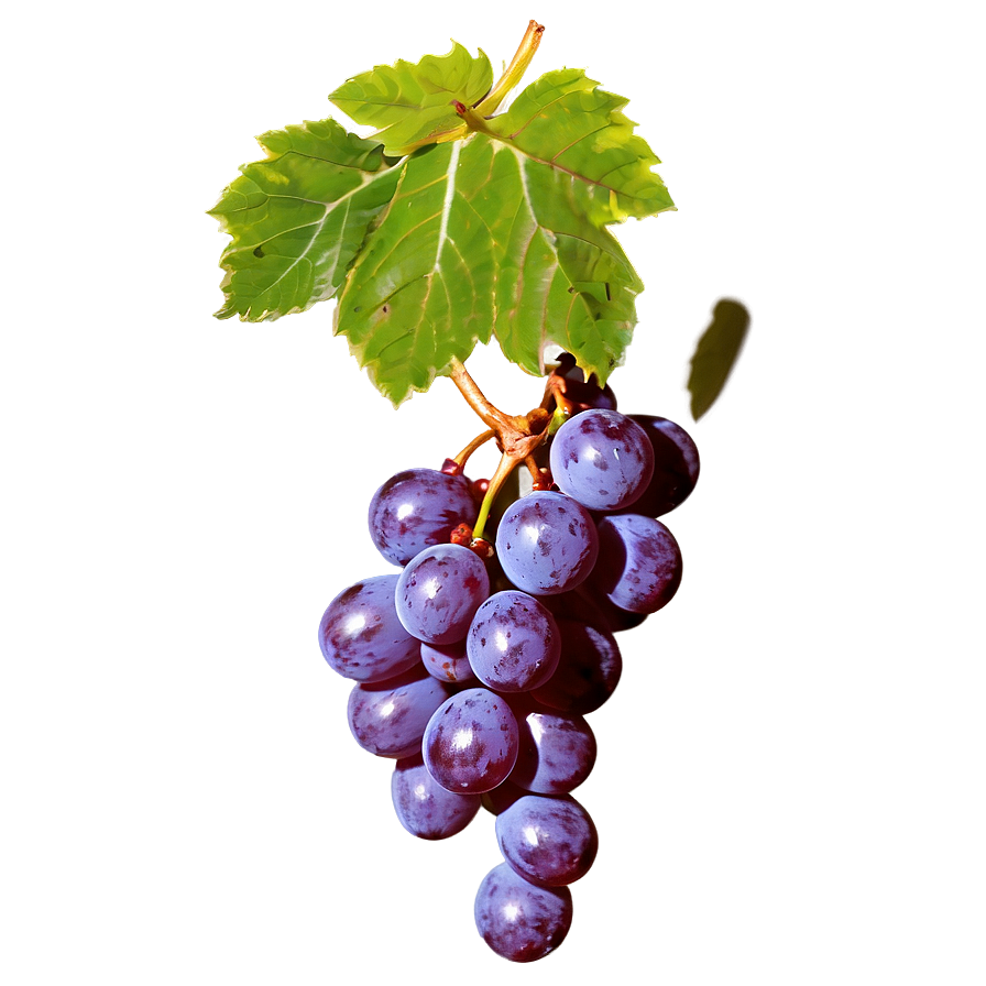 Fresh Grape Image Png Imf62