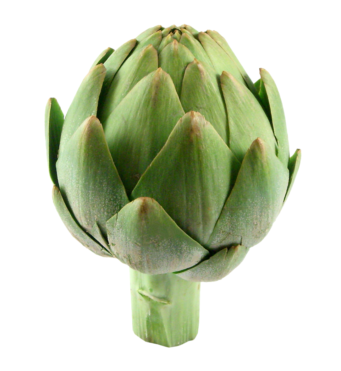 Fresh Green Artichoke.png PNG with transparent background