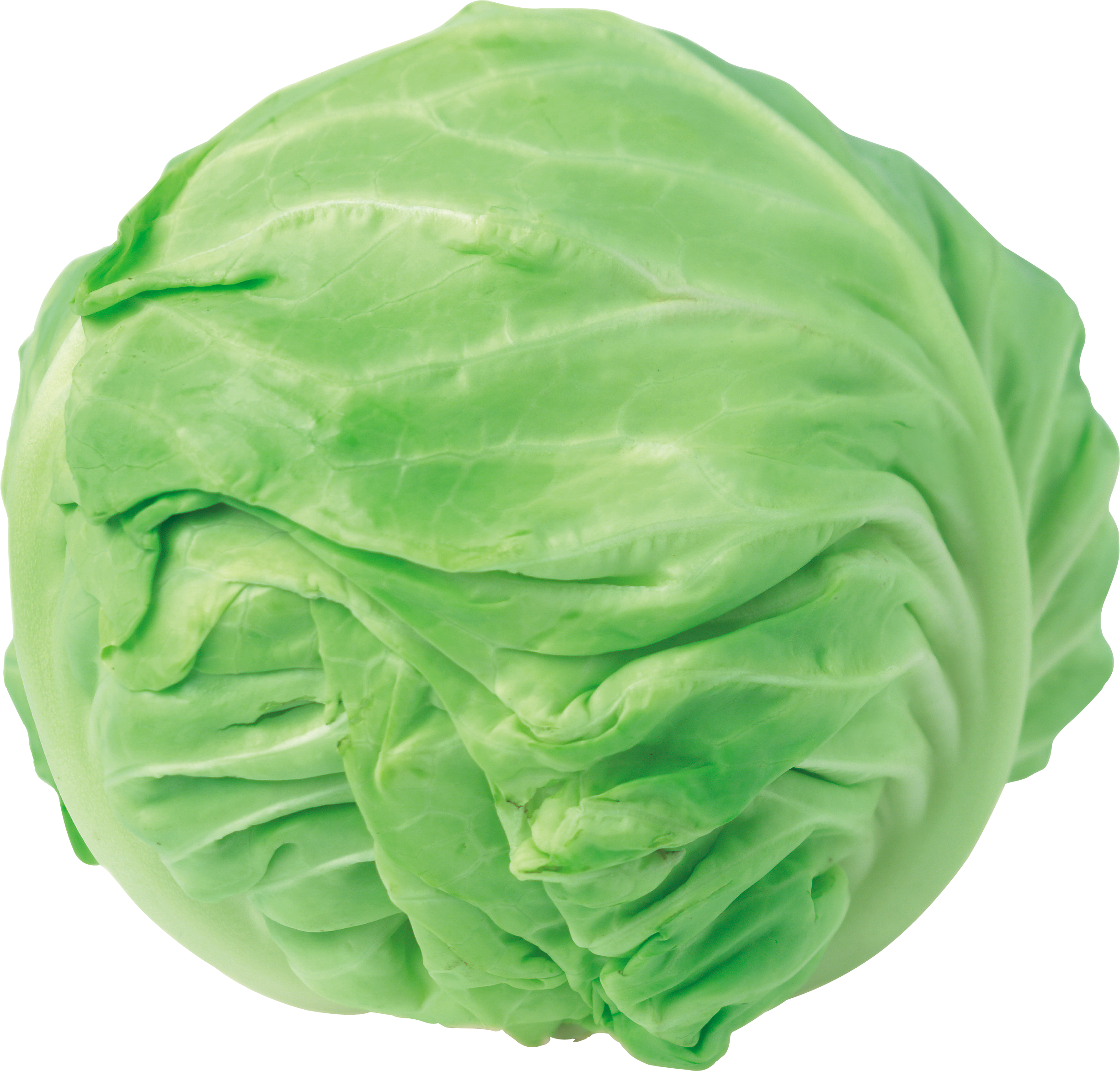 Fresh Green Cabbage