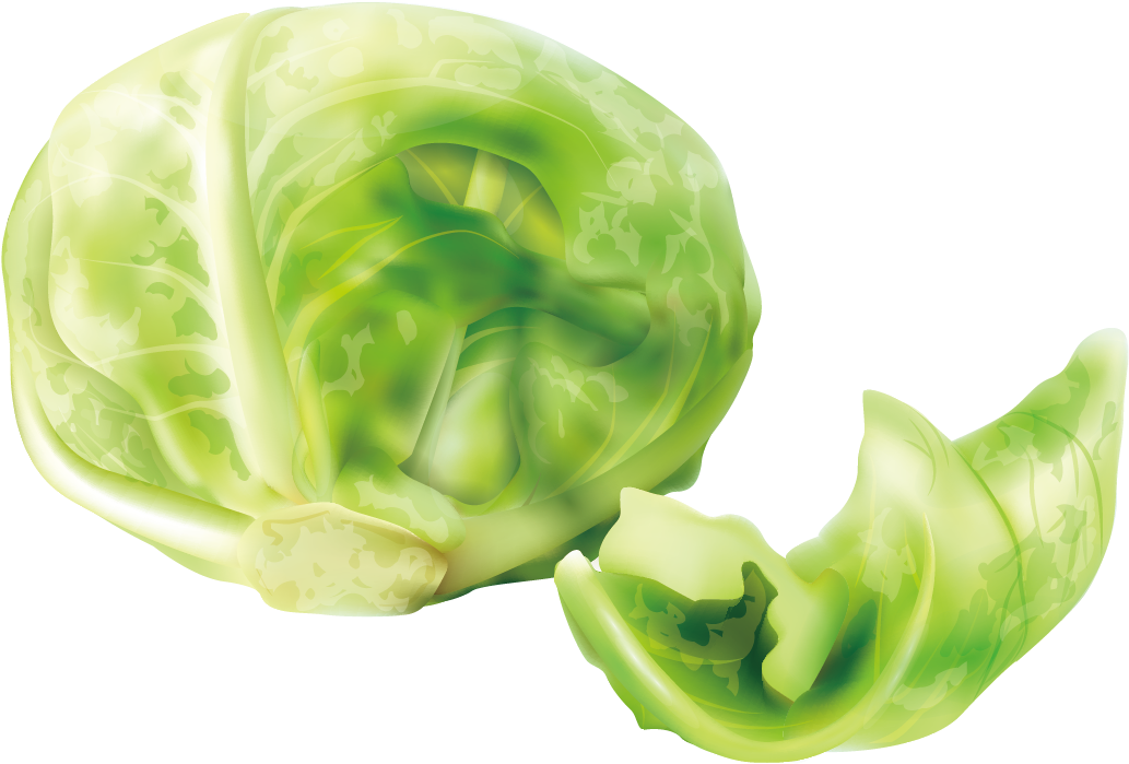 Fresh Green Cabbage Illustration