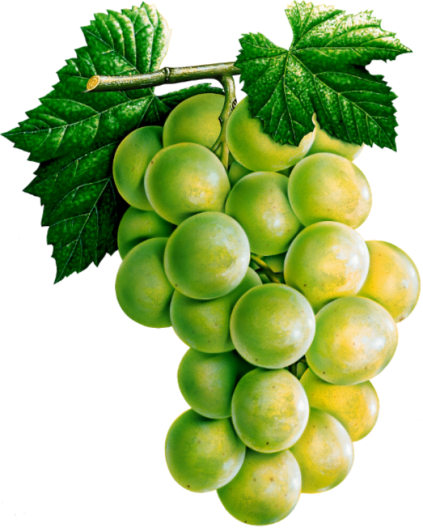 Fresh Green Grape Cluster.png