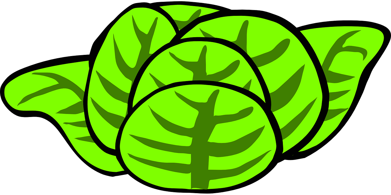 Lettuce Clipart Transparent, HD Png Download PNG with transparent background