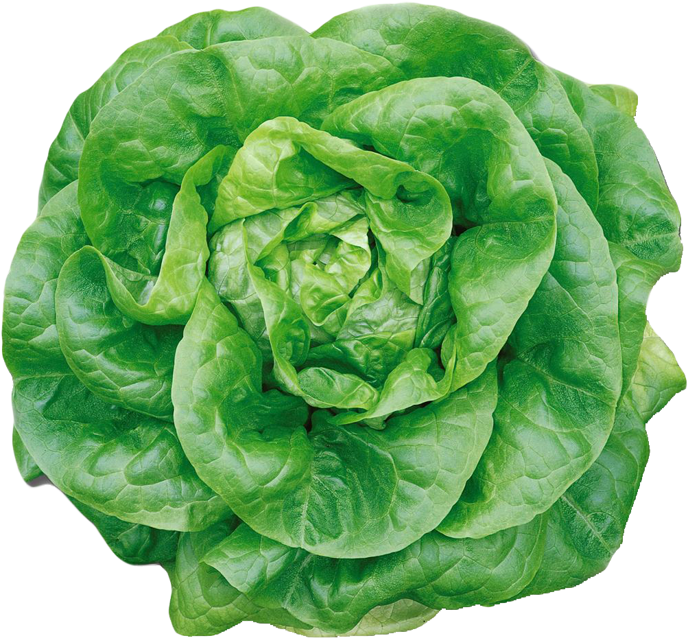 Pine Leaves Png Transparent Image - Butterhead Lettuce, Png Download PNG with transparent background