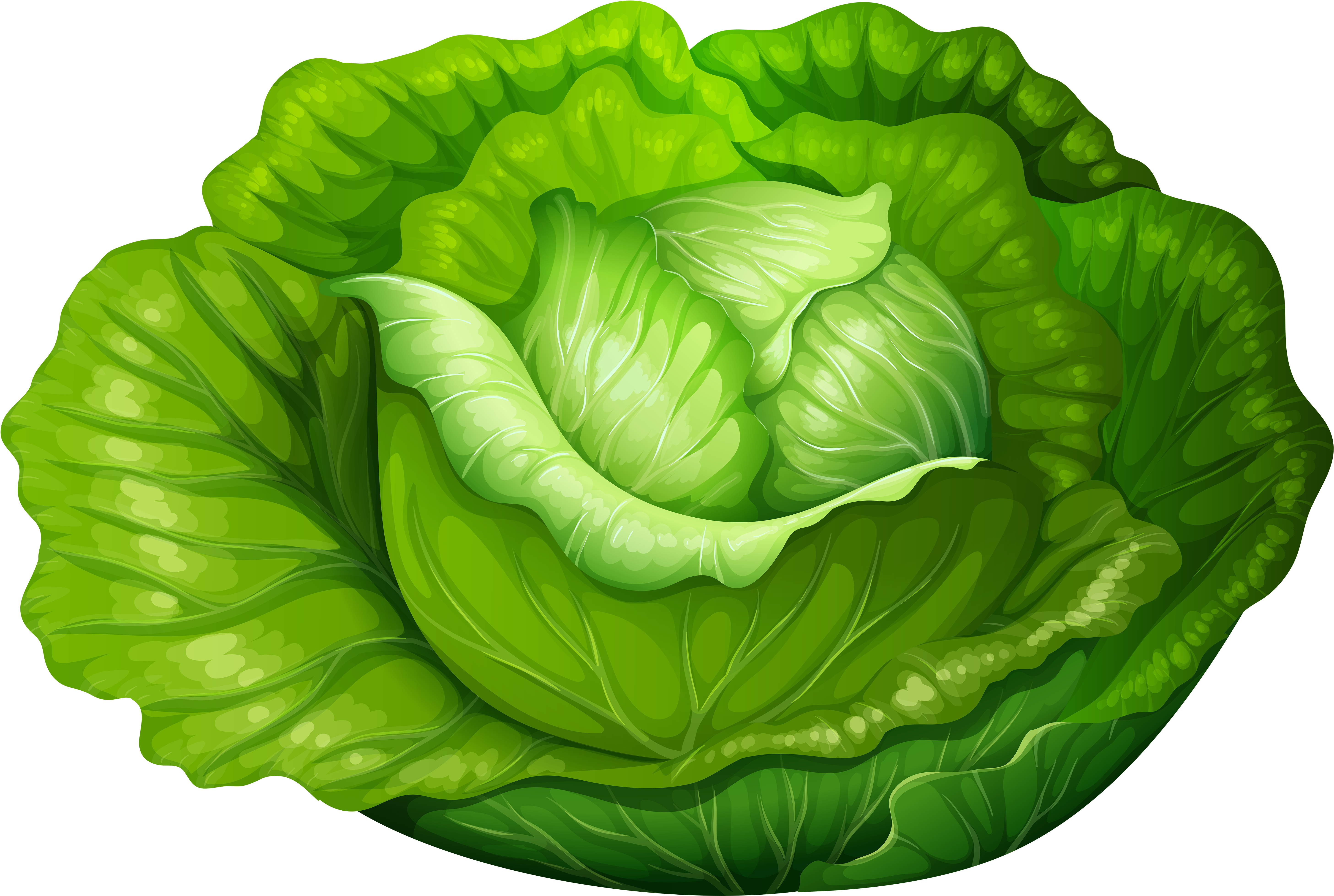 Fresh Green Lettuce Illustration