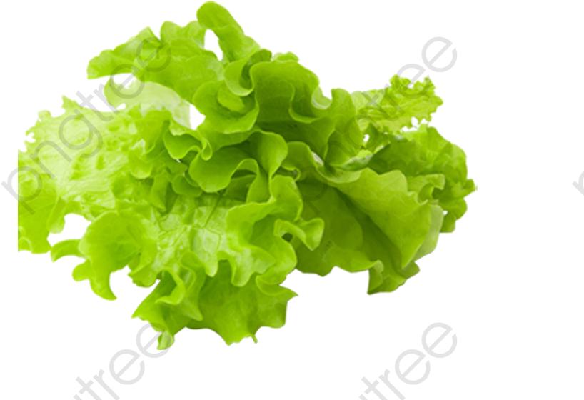 Fresh Green Lettuce Isolated