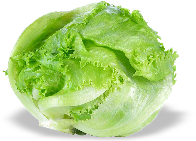 Fresh Green Lettuce Isolated