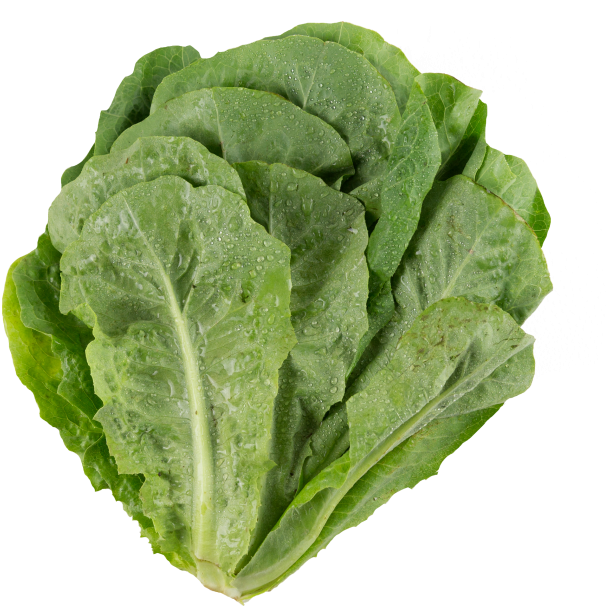 Transparent Lettuce Png - Collard Greens, Png Download PNG with transparent background