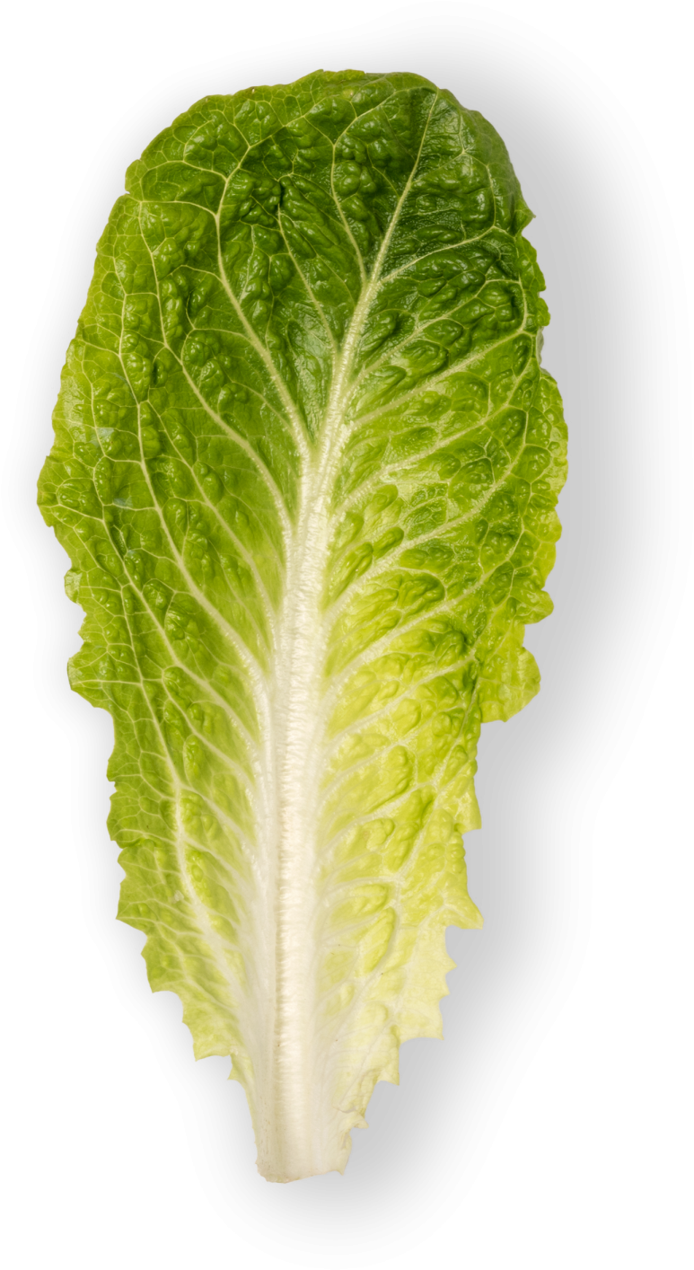 Romaine Lettuce Leaf, HD Png Download PNG with transparent background