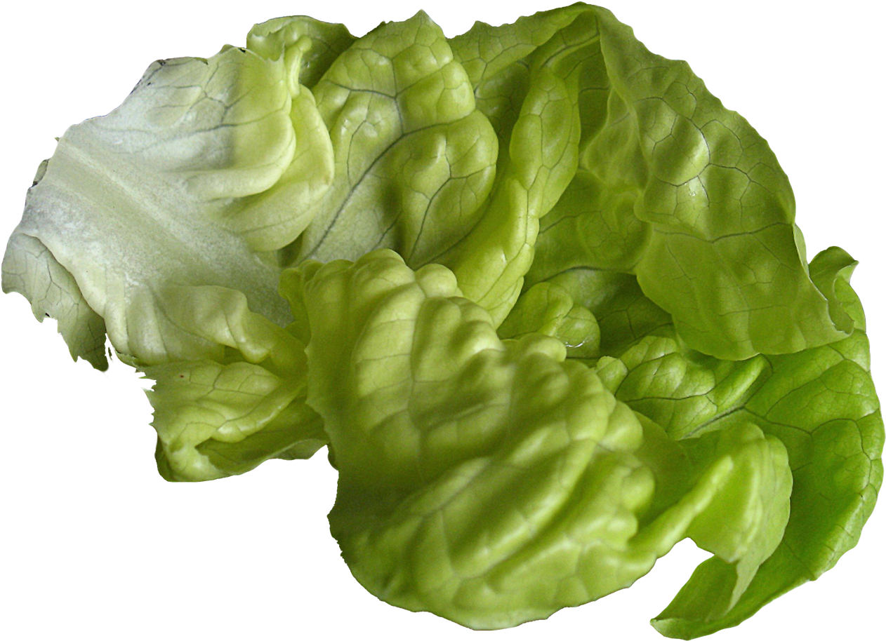 Fresh Green Lettuce Leaves