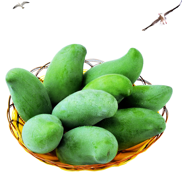 Fresh Green Mangoesin Basket PNG with transparent background