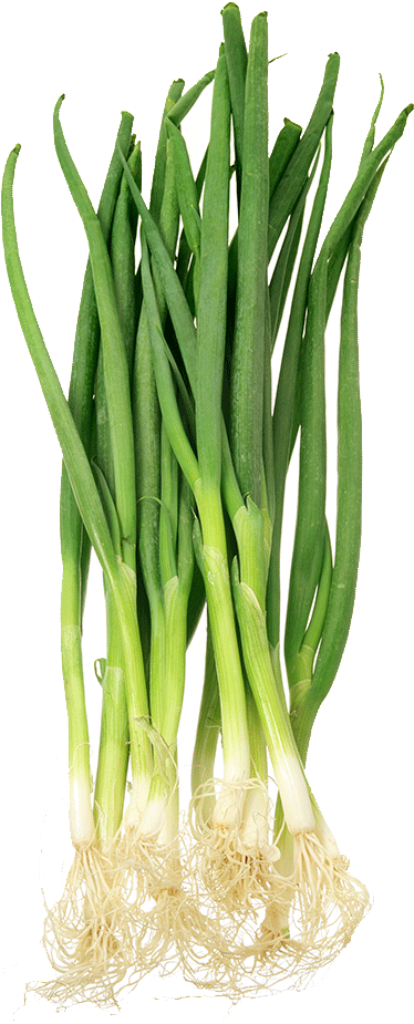 Fresh Green Onions Bunch