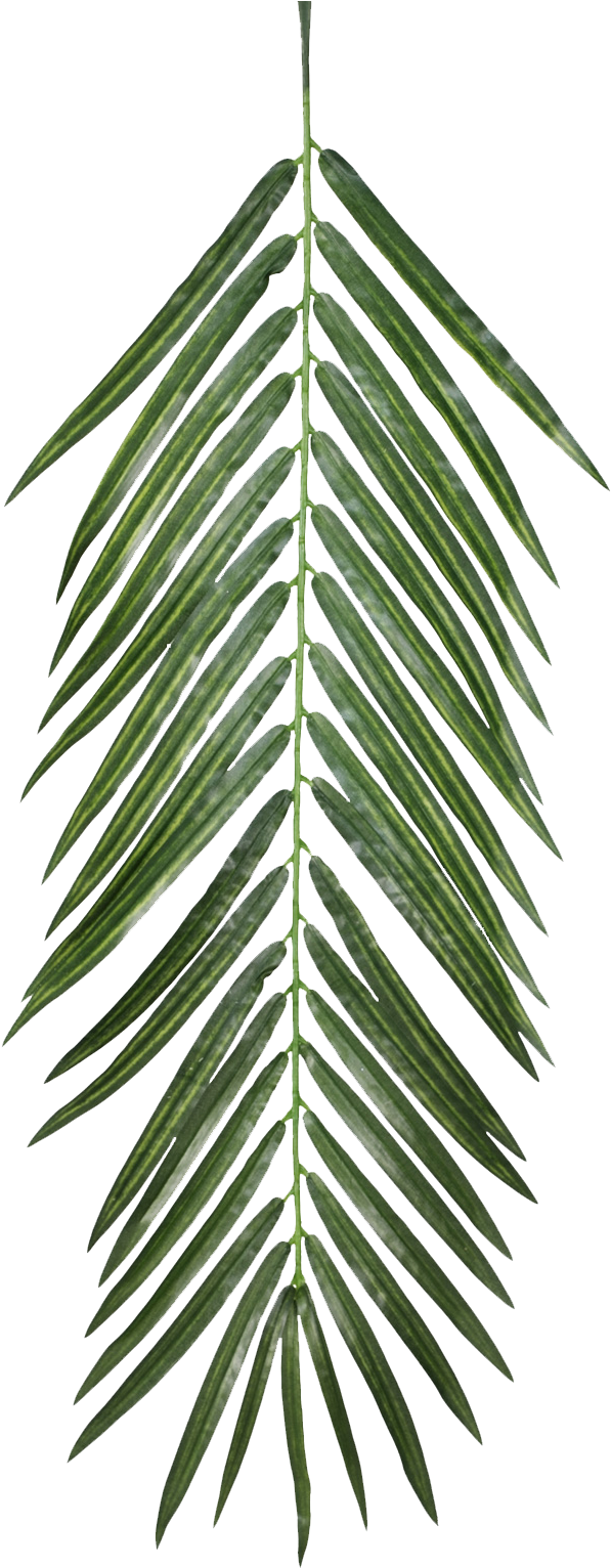 Fresh Green Palm Leaf Isolated