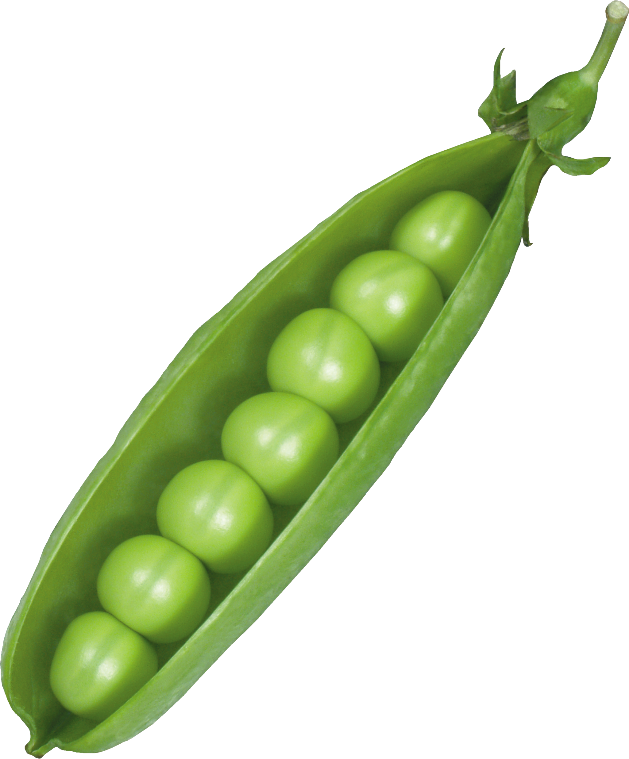 Fresh Green Pea Pod