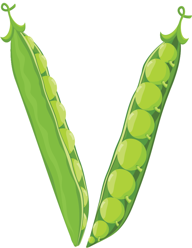 Fresh Green Peas Illustration