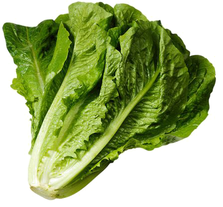 Fresh Green Romaine Lettuce