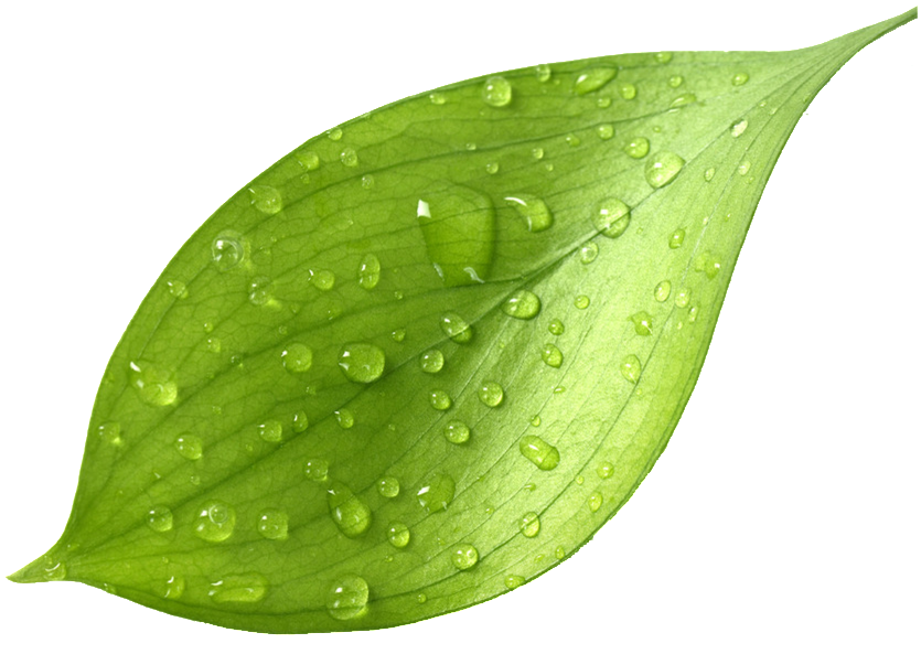 Fresh Green Tea Leafwith Dew Drops.png