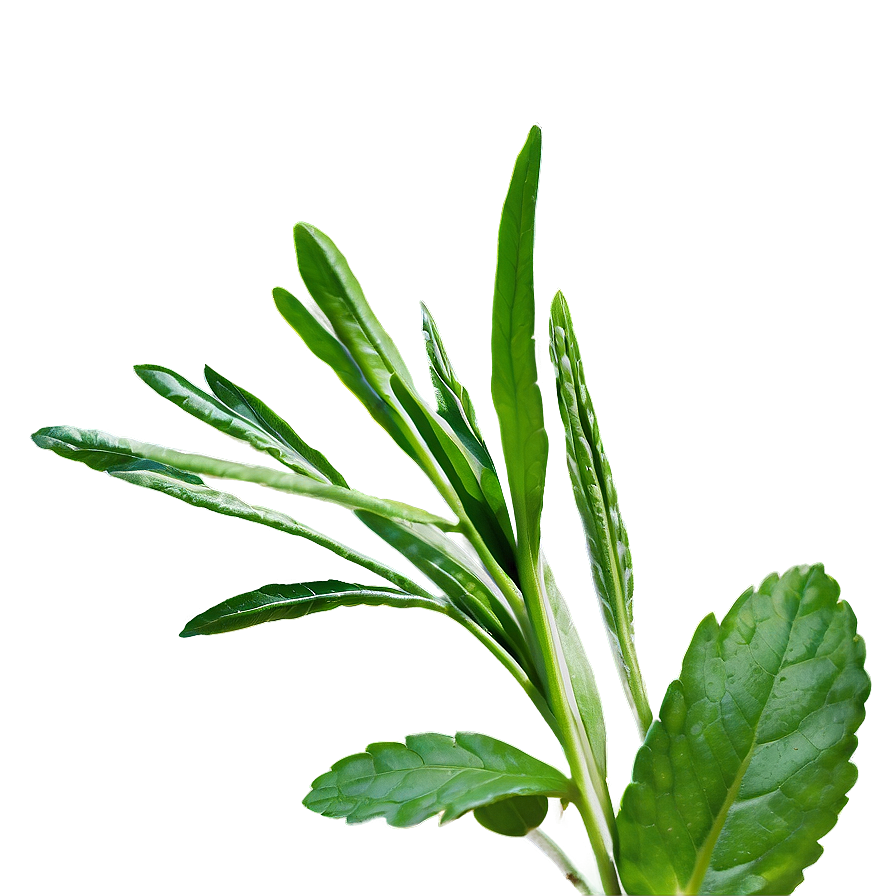 Fresh Herb Png 06272024