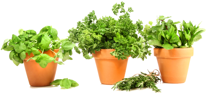 Fresh Herbsin Terra Cotta Pots PNG image with a transparent background, free high-resolution download