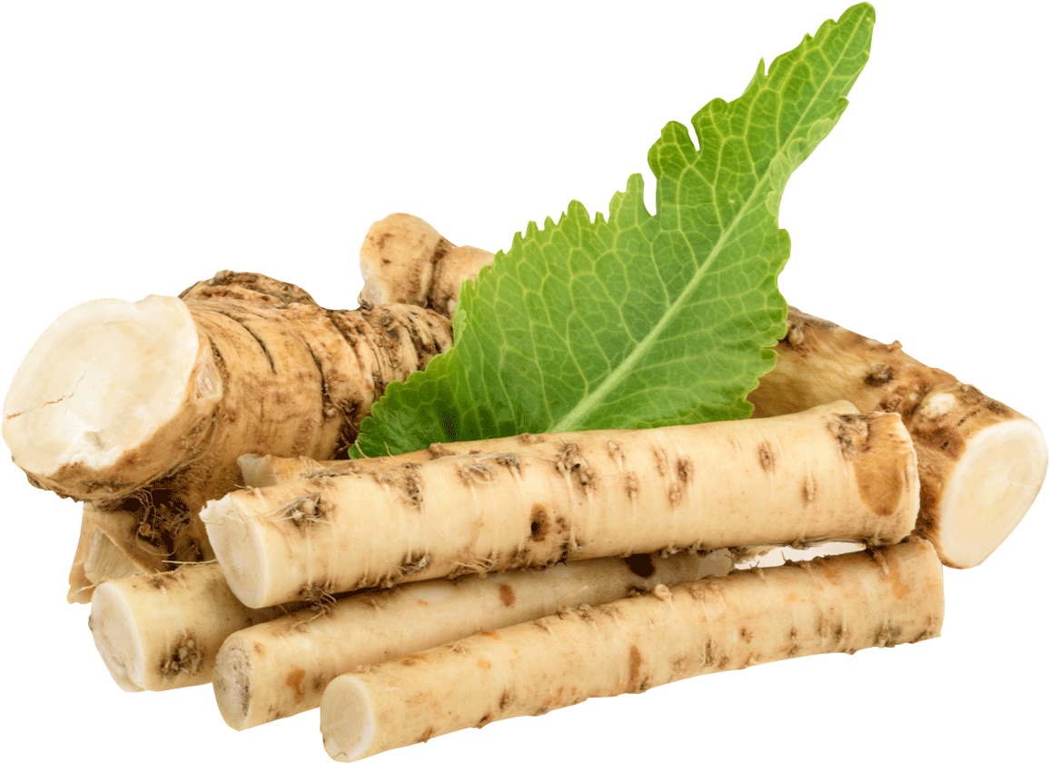 Fresh Horseradish Rootsand Leaf PNG with transparent background