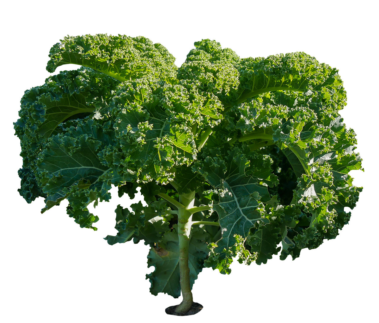 Fresh Kale Isolatedon Black Background