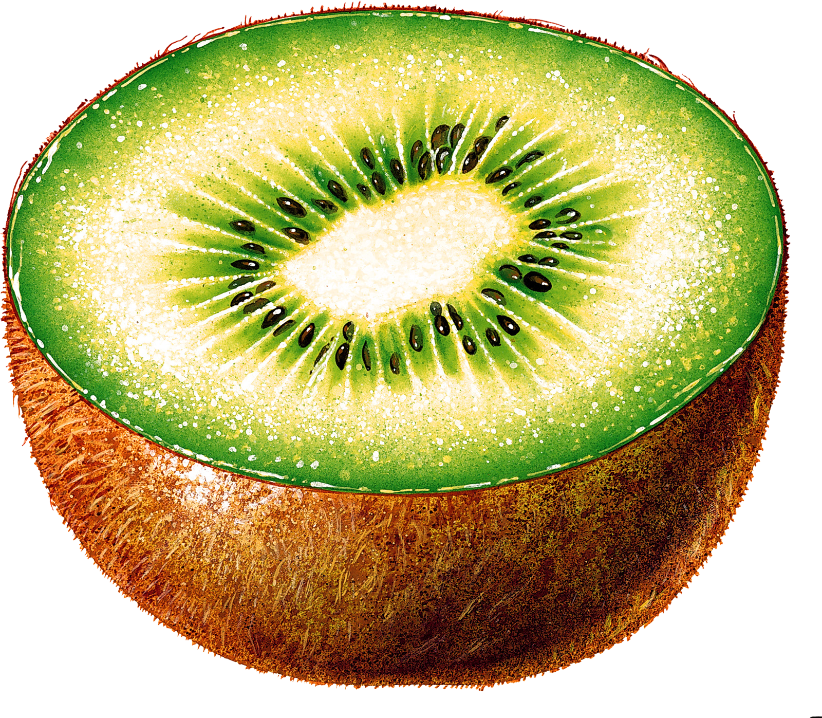 Fresh Kiwi Fruit Half Cut