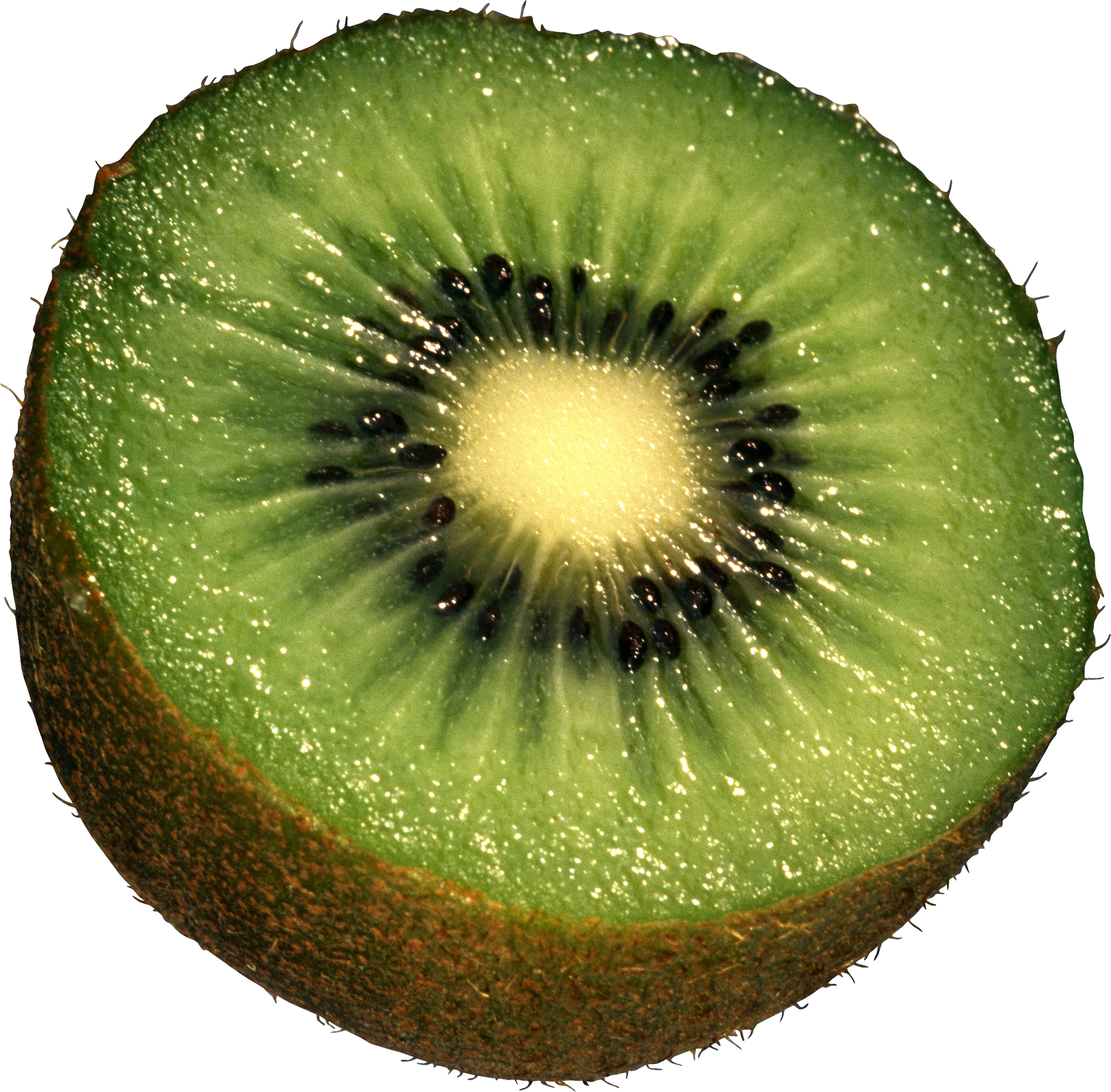 Fresh Kiwi Slice Closeup.png