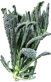 Fresh Lacinato Kale Bunch PNG with transparent background