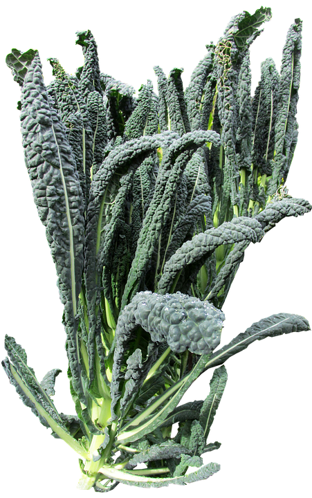 Fresh Lacinato Kale Isolated