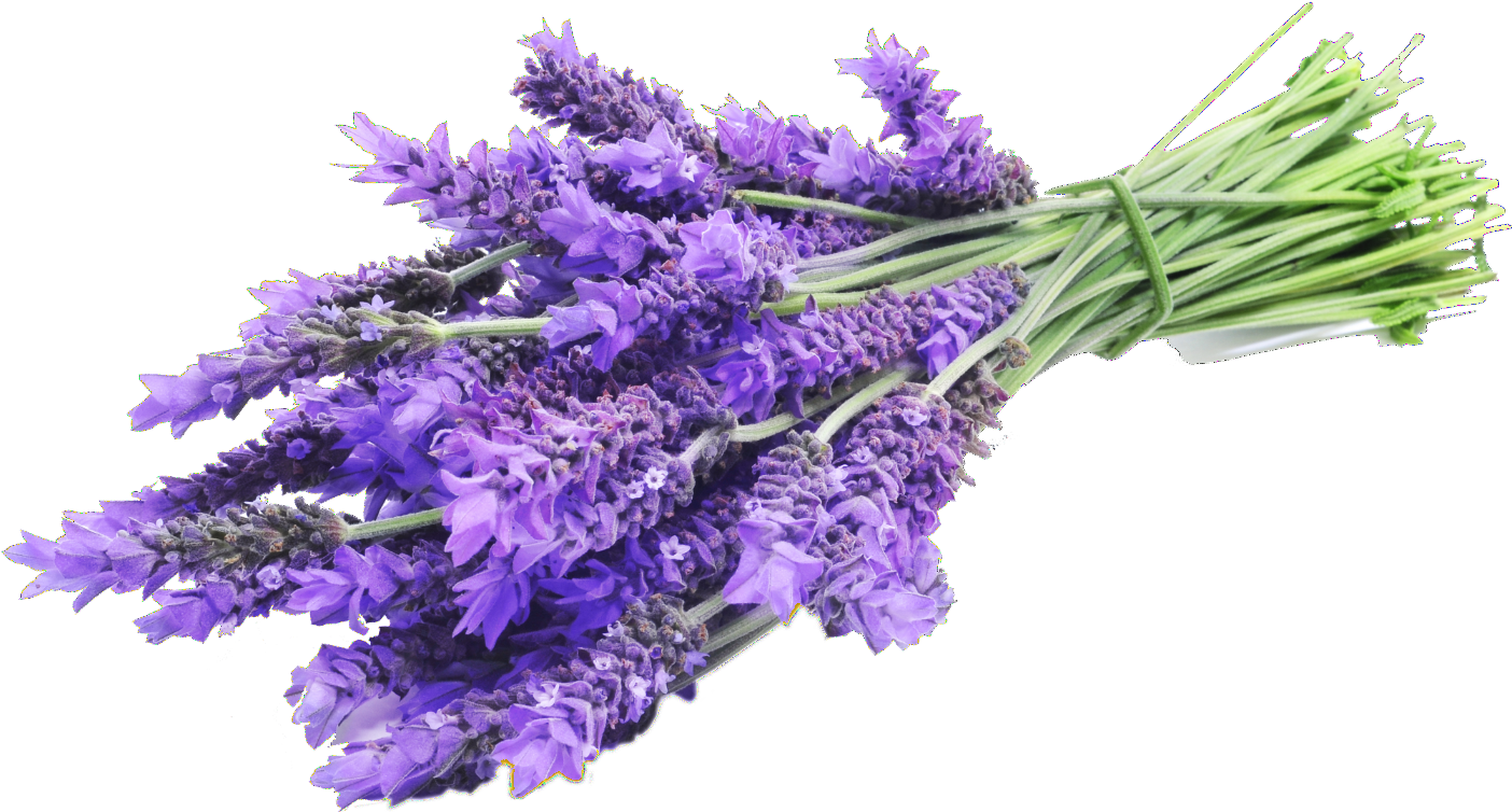 Fresh Lavender Bouquet PNG with transparent background
