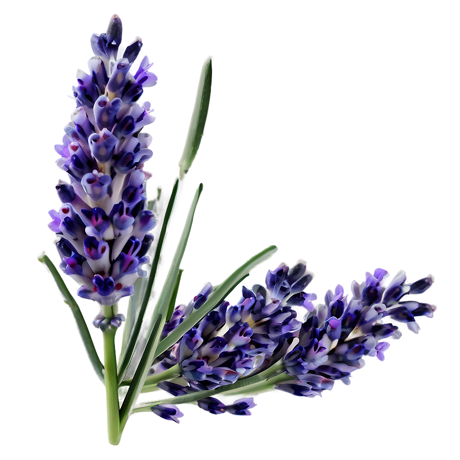 Fresh Lavender Bunch Png 81