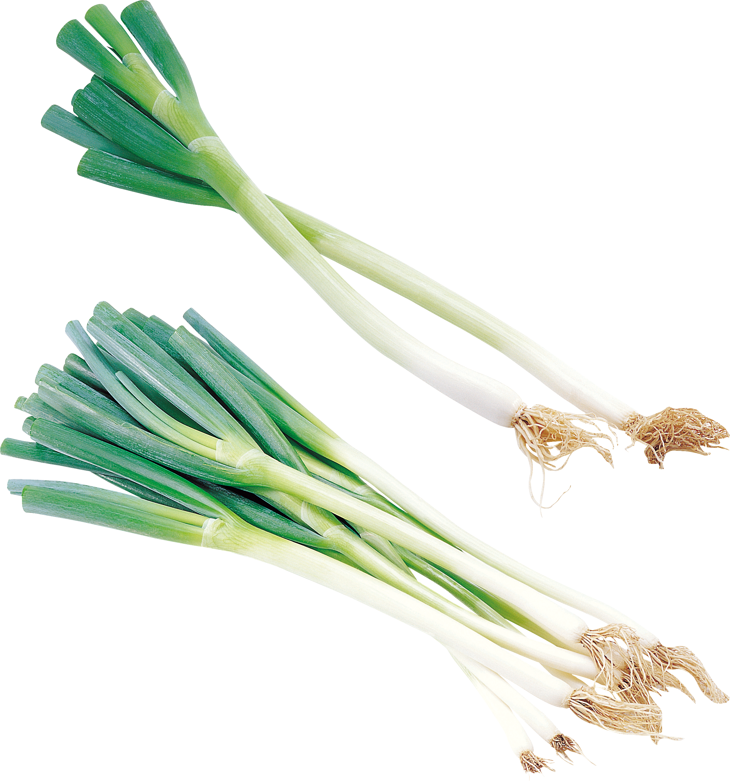 Fresh Leeks Isolatedon Grey Background