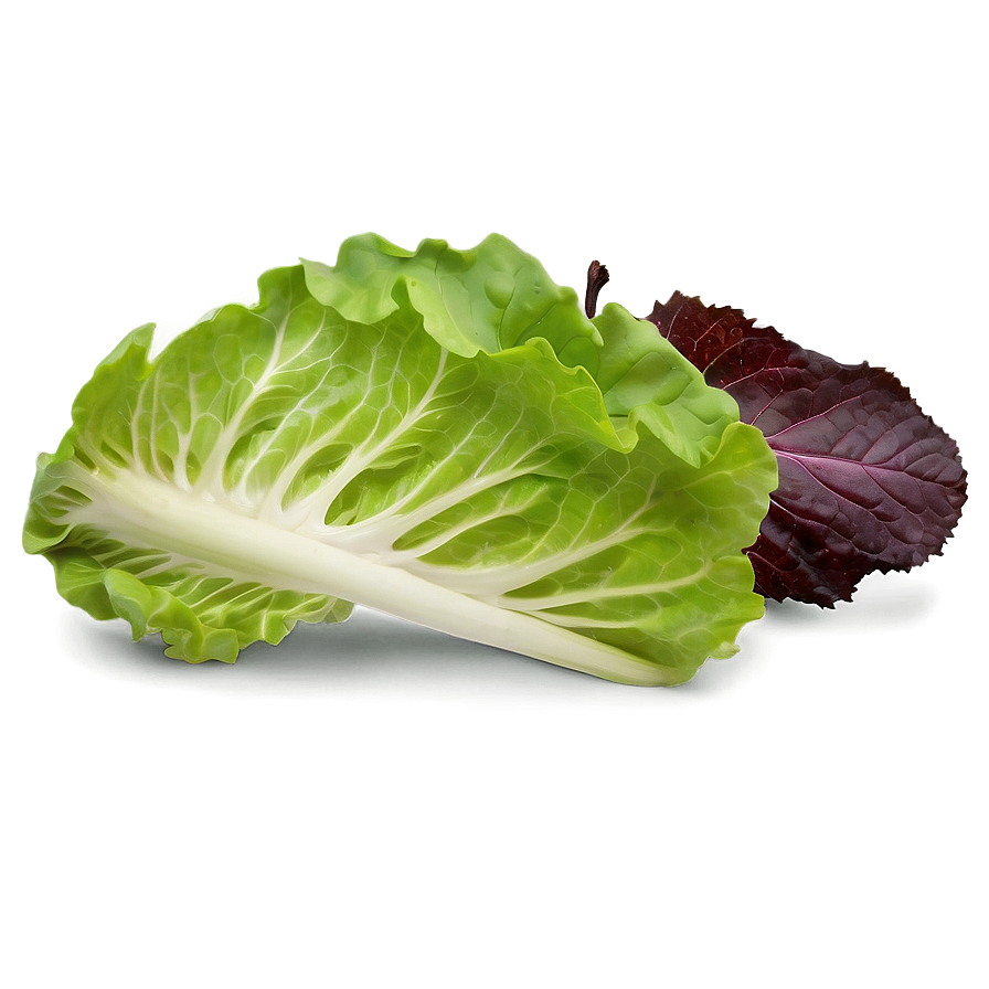 Fresh Lettuce Png Pbn