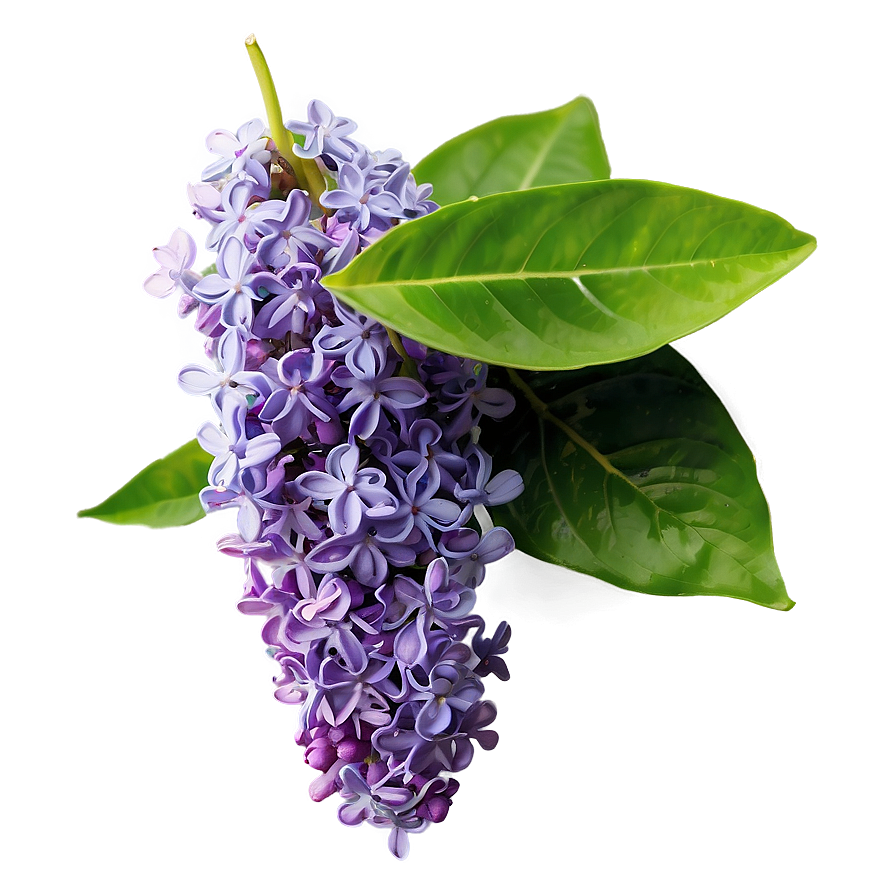 Fresh Lilac Png Jxu