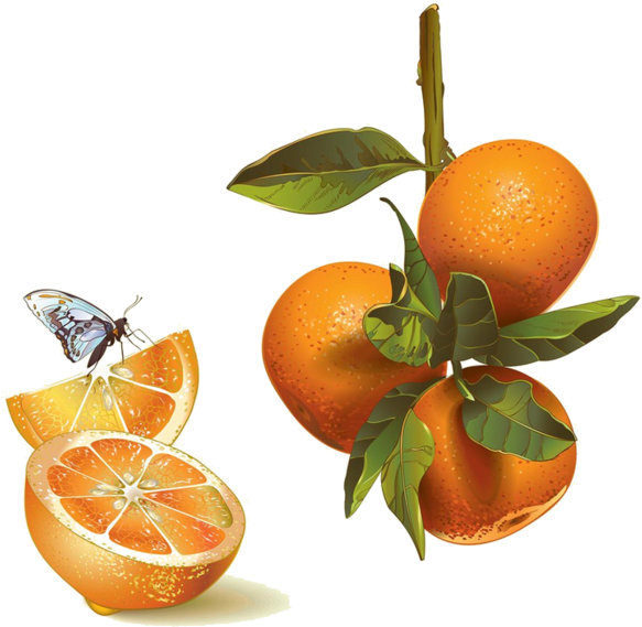 Fresh Mandarin Orangeswith Butterfly