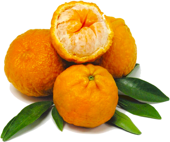 Fresh Mandarin Orangeswith Leaves