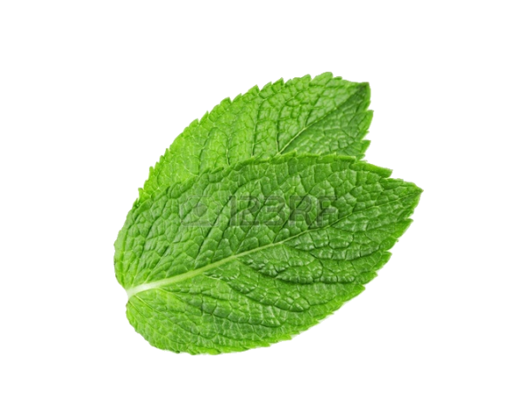 Fresh Mint Leaf Isolated PNG with transparent background