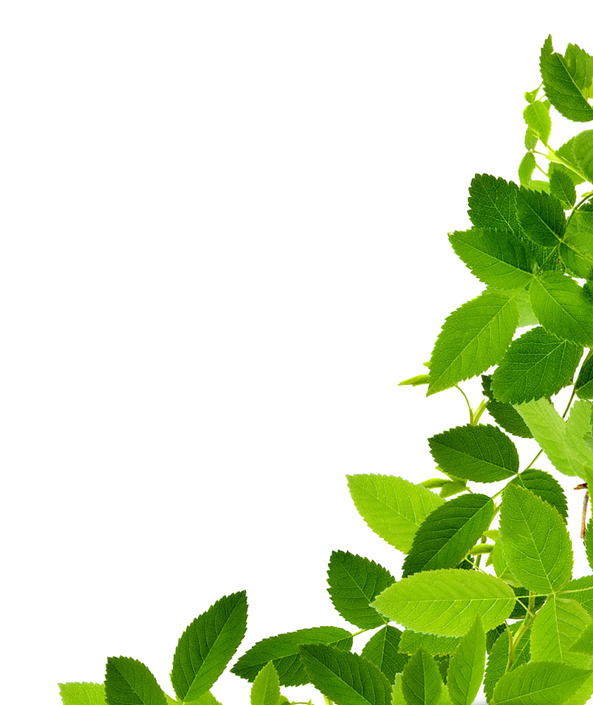 Fresh Mint Leaves Against Blue Background PNG with transparent background