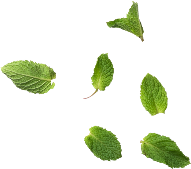 Fresh Mint Leaves Floating PNG with transparent background
