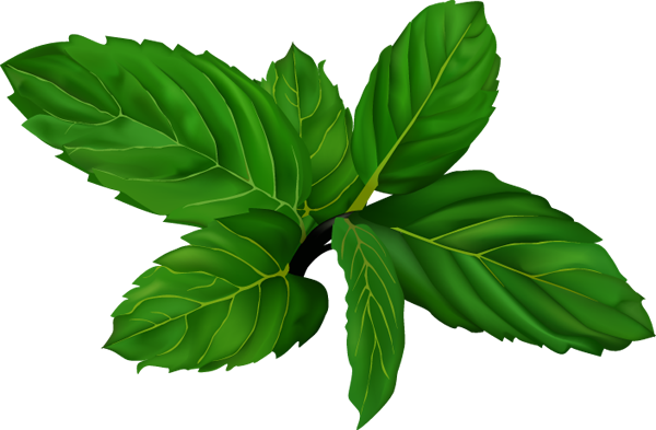 Fresh Mint Leaves Illustration PNG with transparent background