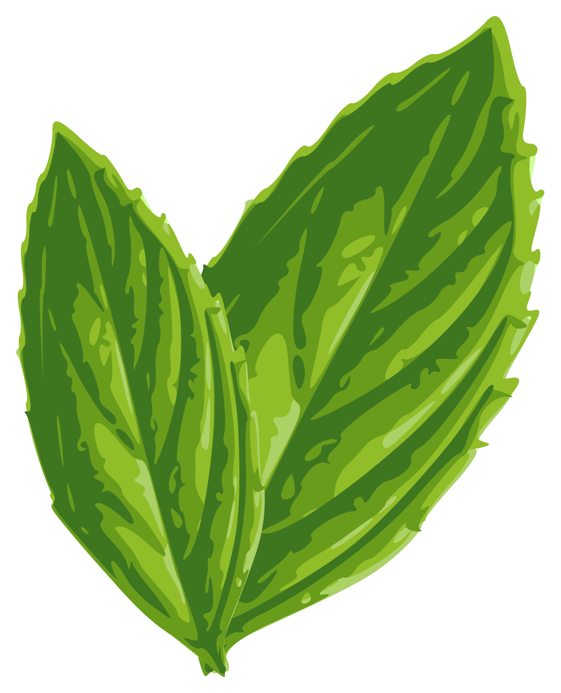 Fresh Mint Leaves Illustration PNG with transparent background