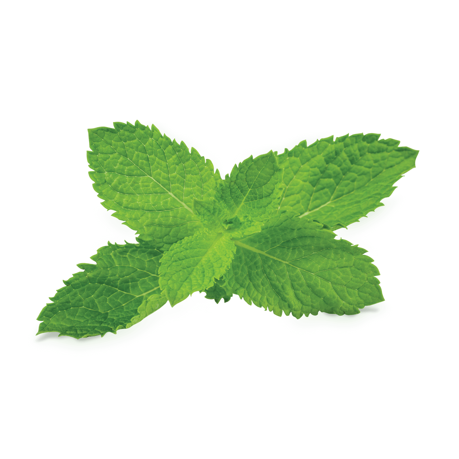 Fresh Mint Leaves Isolated PNG with transparent background