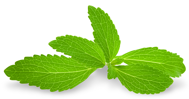Fresh Mint Leaves Isolated PNG with transparent background