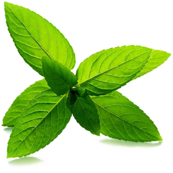 Fresh Mint Leaves Isolated.png