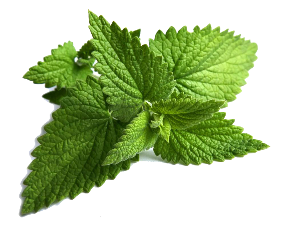 Fresh Mint Leaves Isolated.png PNG with transparent background