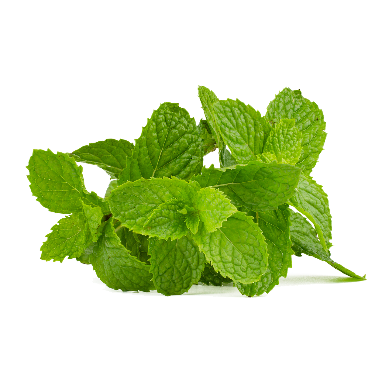 Fresh Mint Leaves Isolated.png PNG with transparent background