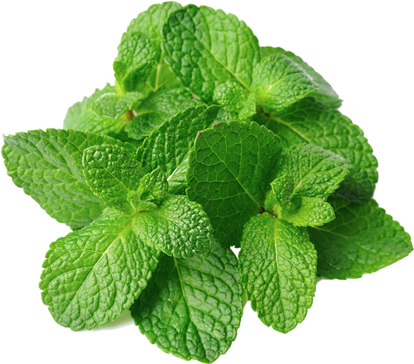 Fresh Mint Leaves Isolated.png PNG with transparent background