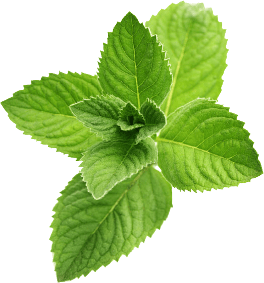 Fresh Mint Leaves Isolated.png PNG with transparent background