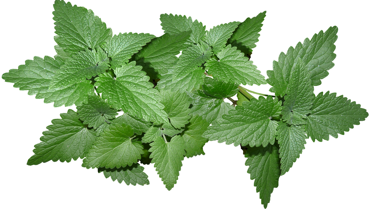 Fresh Mint Leaves Isolated.png PNG with transparent background