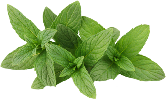 Fresh Mint Leaves Isolated.png